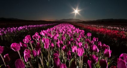 Luna azul y tulipanes: un espectáculo único para disfrutar el próximo sábado
