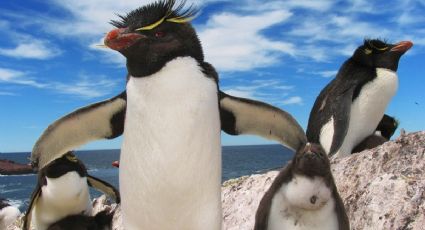 Un lugar para descubrir: el reino de los pingüinos penacho amarillo