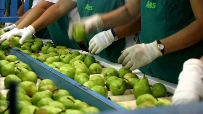 Una carga contaminada con carpocapsa pone en riesgo a todas las exportaciones de frutas a Brasil