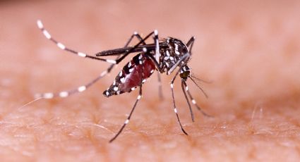 El dengue no da tregua en la provincia de Buenos Aires, ya se registraron más de 150 casos en 2020