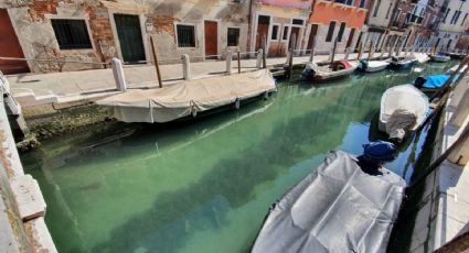 Para la reflexión: agua limpia, peces y cisnes en Venecia