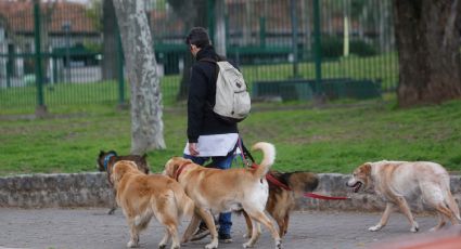 Paseadores de perros: ahora tendrán credencial