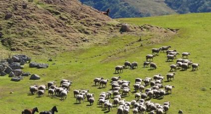 Cómo evolucionará el turismo Rural en Argentina post coronavirus