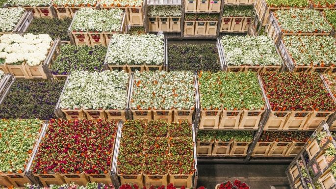 Se marchita la industria de la floricultura