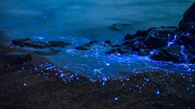 Espectáculo: las playas de California brillaron en la noche