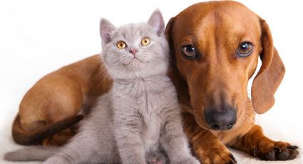 Zapala: otorgan turnos para castraciones de perros y gatos