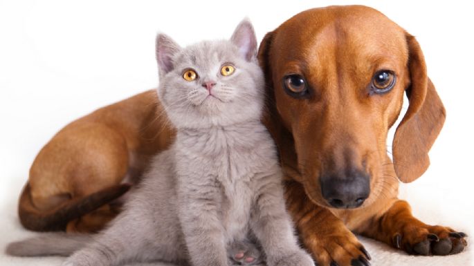 Zapala: otorgan turnos para castraciones de perros y gatos