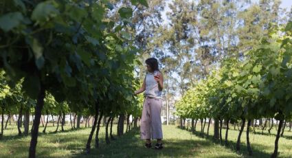 Con protocolos, se retoman los Caminos del vino de Uruguay