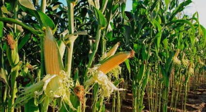 Por primera vez en 20 años, la cosecha de maíz fue superior a la de la soja