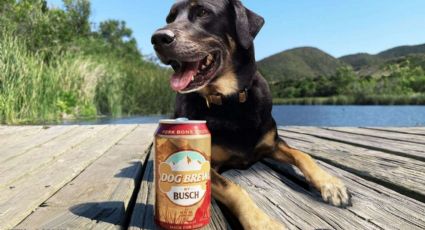 Cerveza para perros: saludable, con muchos nutrientes y sin alcohol