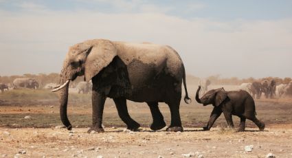 Se reveló la causa del fallecimiento de los 330 elefantes en Botsuana, pero sigue el misterio