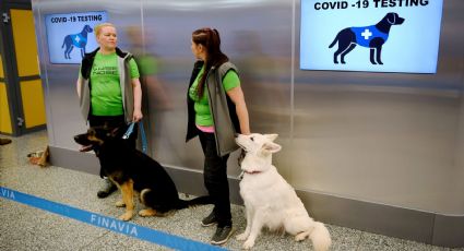 Finlandia: prueban en el aeropuerto a perros que pueden detectar el coronavirus