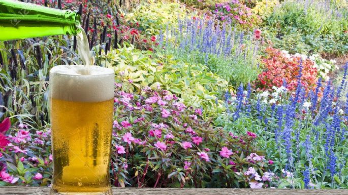 Cerveza y jardín: trucos que ayudan a que crezcan las plantas