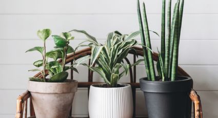 Aprendé cómo consentir a tus plantas desde el interior del hogar