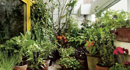 5 vegetales que no pueden faltar en una huerta urbana