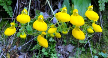 Llamativa y delicada, la topa topa es una de las plantas patagónicas que florecen en primavera
