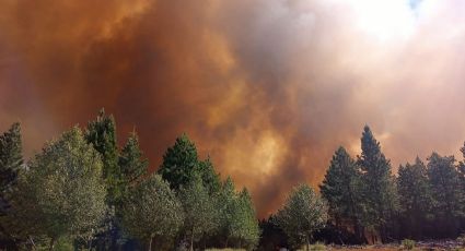 Incendio forestal en Aluminé: ya afectó a tres mil hectáreas del bosque nativo
