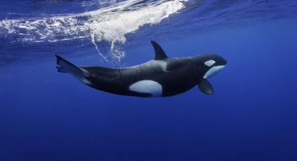 Video: el increíble encuentro entre buzos y orcas en Las Grutas