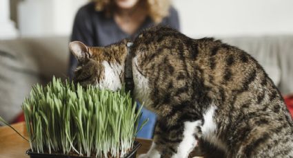 4 hierbas aromáticas que disfrutarán tus mascotas