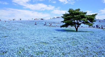 En las costas de Japón, el Parque Hitachi regala un jardín florido todo el año