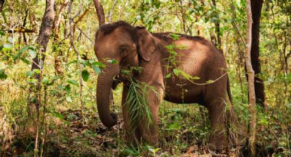 Impresionante: este elefante reconoció a su veterinario después de 12 años