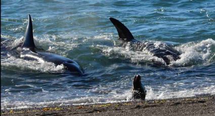 El 16 se inicia la temporada de orcas en Península Valdés
