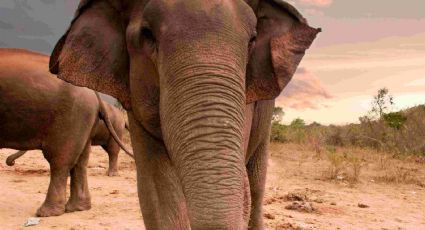 Lamentable: hallan sin vida a una manada de elefantes salvajes en una reserva en la India