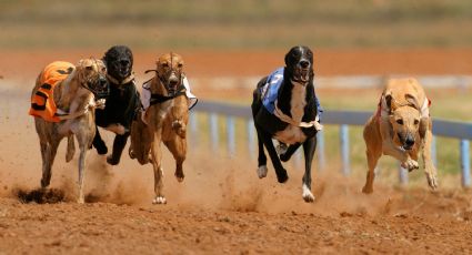 Cámara de Diputados de Chile rechazó un proyecto de ley que prohibía carreras de perros