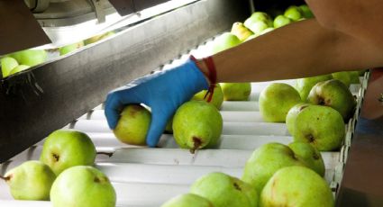Sector frutícola: llegaron más de 7 mil trabajadores golondrinas a Río Negro