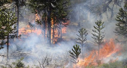 El Gobierno de Neuquén señaló que los incendios de Aluminé arrasaron con casi 8 mil hectáreas