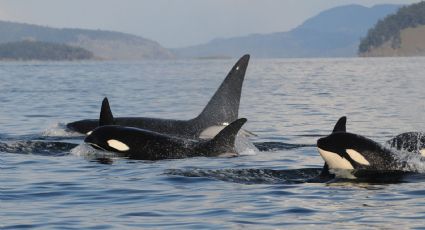 Por primera vez, registraron ataques de orcas a ballenas azules, el animal más grande del planeta