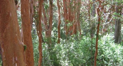 Un experto advirtió que el Bosque de Arrayanes "se está muriendo"