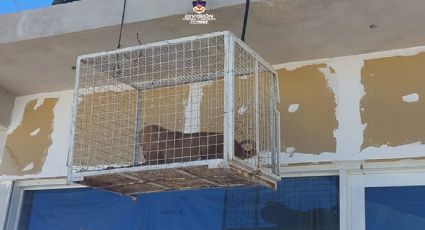 En allanamiento policial rescatan perros en estado de desnutrición y deshidratación
