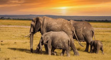 La sequía de Kenia se endurece y ya se llevó a 205 elefantes salvajes