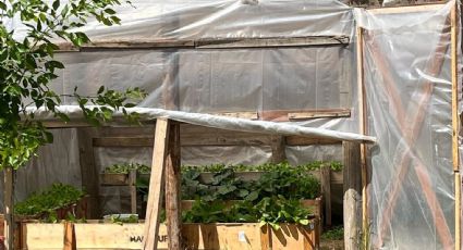 La guardia ambiental instaló un invernadero y una huerta en el Parque Central