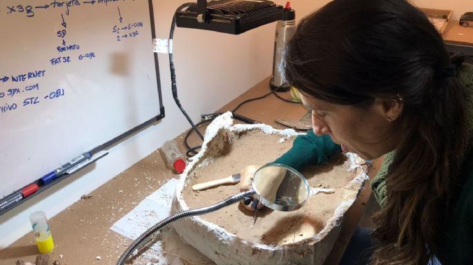 Encuentran restos fósiles de un nuevo dinosaurio en el campus universitario de Neuquén