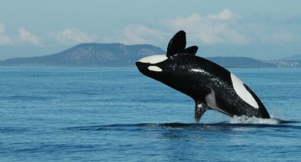 Video: así fue la increíble persecución de una orca a una embarcación en México