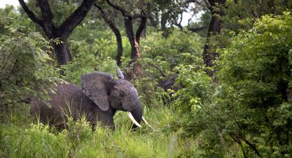Un récord: República Democrática del Congo incautó dos toneladas de marfil de elefantes