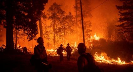 Los incendios forestales registrados hasta la fecha fueron intencionales