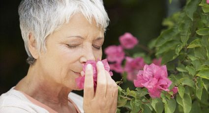 Una pérdida rápida del olfato predeciría la demencia, según un nuevo estudio