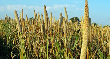 Alimentos para un mundo más caluroso: cinco cultivos que podrían dar de comer al mundo del futuro
