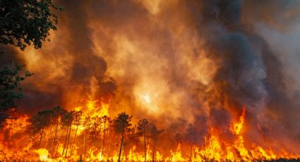 Francia detuvo a casi 50 personas por los incendios forestales que arrasaron miles de hectáreas