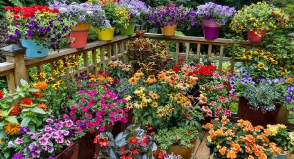 Llená tu jardín de color: 4 plantas llenas de flores y fáciles de mantener