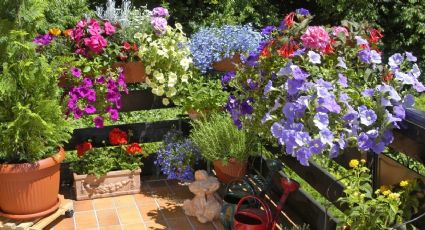 Qué plantas tenés que tener en tu balcón, según la orientación del sol, para que crezcan lindas