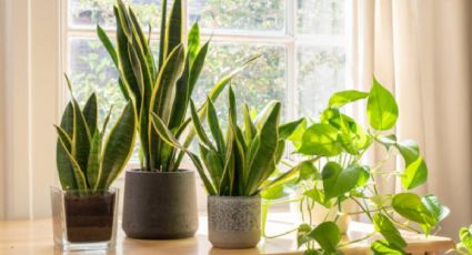 3 plantas que no deberías tener en tu casa si querés abundancia y buena fortuna
