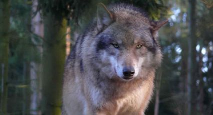 La controversia que surgió tras el regreso de los lobos a Bélgica por primera vez en un siglo