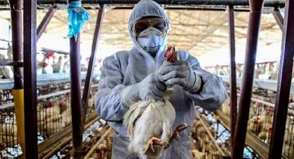 Entregarán subsidios a productores afectados por brotes de gripe aviar