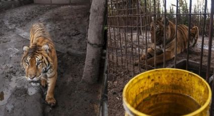 Rescataron a dos tigres de Bengala que vivían en cautiverio en un predio rural de Balcarce