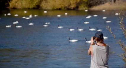 “Mirador de los Cisnes”: el nuevo espacio que tendrá el Paseo Costero sobre el río Neuquén