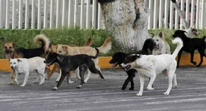 Perros sueltos en Villa La Angostura: una problemática para la comunidad y la fauna silvestre